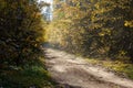 Beautiful meandering rural road in sun beams in autumn forest in the morning