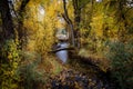 Beautiful meandering stream in a forest with bright glowing autumn leaves in Kolob Reservoir near Zion National Park, Utah