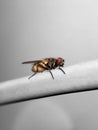 Beautiful meat fly Sarcophaga carnaria Royalty Free Stock Photo