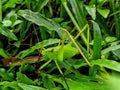 Beautiful Mecopod nipponensis on the green grass