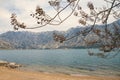 Beautiful Mediterranean landscape on cloudy spring day. Branches of flowering Paulownia tree on coast of Kotor Bay. Montenegro