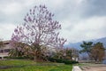 Beautiful Mediterranean landscape on cloudy spring day. Paulownia tomentosa tree blooms on coast of Kotor Bay. Montenegro