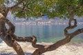 Pittosporum tobira tree (Australian laurel, cheesewood ). Montenegro