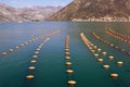 Beautiful Mediterranean landscape. Mussel farm, longline culture rope culture . Montenegro, Bay of Kotor Royalty Free Stock Photo