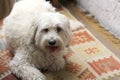 Beautiful medium breed dog, White Labradoodle lying down and resting