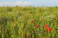 Beautiful medow with wheat and colourful flowers: red poppies, blue cornflowers, wild chamomiles