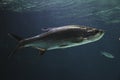 Beautiful Megalops atlanticus swimming in the aquarium