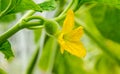 Beautiful melon flower on branch growing up in the organic garden at Melon Latte cafe, Uttaradit Thailand. Agriculture concept.