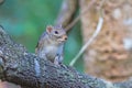 Beautiful of Menetes berdmorei Indochinese ground squirrel, Ber