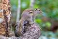 Beautiful of Menetes berdmorei Indochinese ground squirrel, Berdmore`s ground squirrel , Burmese Striped Squirrel , Tamiops