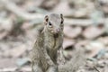 Beautiful of Menetes berdmorei Indochinese ground squirrel, Berdmore`s ground squirrel , Burmese Striped Squirrel , Tamiops