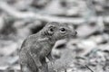 Beautiful of Menetes berdmorei Indochinese ground squirrel, Berdmore`s ground squirrel , Burmese Striped Squirrel , Tamiops