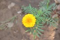 The beautiful merigold flower in garden.Blooming Merigold In The Garden Royalty Free Stock Photo