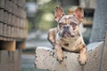 Beautiful merle colored French Bulldog dog with yellow eyes