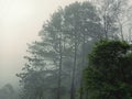 Fog in pine forest up at the mountain Royalty Free Stock Photo