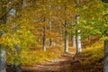 Beautiful and mesmerizing shot of a forest slowly turning gold during autumn -great for wallpapers