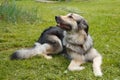 Beautiful mestizo dog of the Czech Wolf Top lies on the green grass