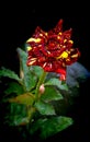 Beautiful meteor rose rosa meteor against dark background