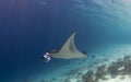 Majestic reef manta with attendant cleaner fish Royalty Free Stock Photo