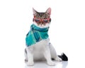 beautiful metis cat with triangle sunglasses wearing blue plaid winter scarf