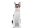 beautiful metis kitty looking away and sitting on white background