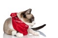 Beautiful metis kitty wearing red bandana and looking to side