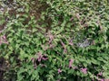 Beautiful Mexican creeper flower in the garden.Antigonon leptopus, commonly known as coral vine, Coralita or San Miguelito vine.