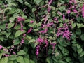 Beautiful Mexican creeper flower in the garden.Antigonon leptopus, commonly known as coral vine, Coralita or San Miguelito vine.