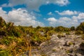 Beautiful Mexican landscape with trees and bushes on a blue sky background with white clouds. Tulum, Riviera Maya, Yucatan