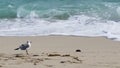 Beautiful Miami beach seagull Royalty Free Stock Photo