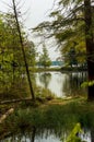 A beautiful Michigan northern forest wetlands landscape