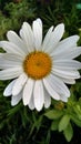 Beautiful Michigan Summer Garden flowers