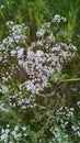 Beautiful Michigan Summer Garden flowers