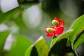 Mickey mouse plant red flower with its green seeds in a spring season at a botanical garden. Royalty Free Stock Photo