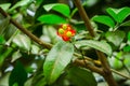 Mickey mouse plant red flower with its green seeds in a spring season at a botanical garden. Royalty Free Stock Photo