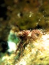 Beautiful micro hairy crab at olele gorontalo