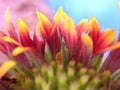 Beautiful micro image of colorful flower india