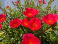 Beautiful micro image of common purslane flower india