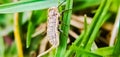 Beautiful micro image of a insect climbing in grassland india