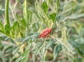 Beautiful micro image of a insect on a leaf india Royalty Free Stock Photo