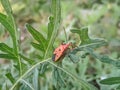 Beautiful micro image of a insect on a leaf india