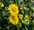 Beautiful micro image of pulicaria dysenterica flower india