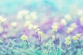 Beautiful micro wildflowers in the dreamy meadow. Delicate pink and blue colors pastel toned. Shallow depth macro background.