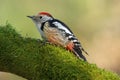 Beautiful middle spotted woodpecker Dendrocopos medius Royalty Free Stock Photo