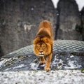 Beautiful Mighty Lion Royalty Free Stock Photo