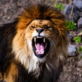 Beautiful Mighty Lion Royalty Free Stock Photo