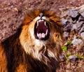 Beautiful Mighty Lion. Animal world. Big cat Royalty Free Stock Photo