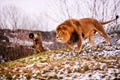 Beautiful Mighty Lion. Animal world. Big cat Royalty Free Stock Photo