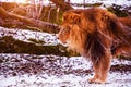 Beautiful Mighty Lion. Big cat. Strong and powerful animal Royalty Free Stock Photo