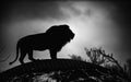 Beautiful Mighty Lion. Black and white, dramatic photo Royalty Free Stock Photo